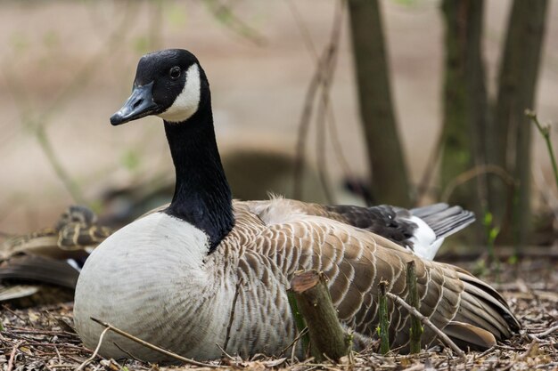 Close-up of a duck