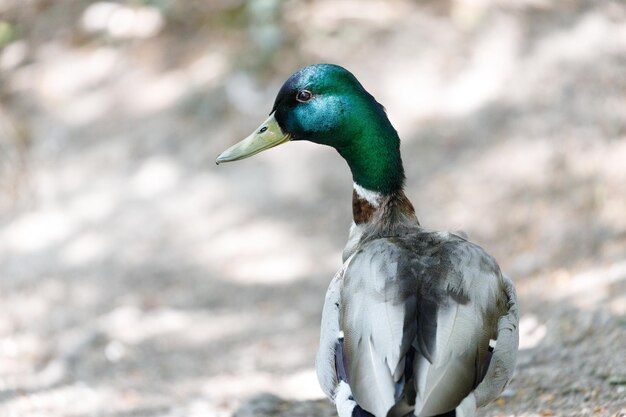 Photo close-up of a duck