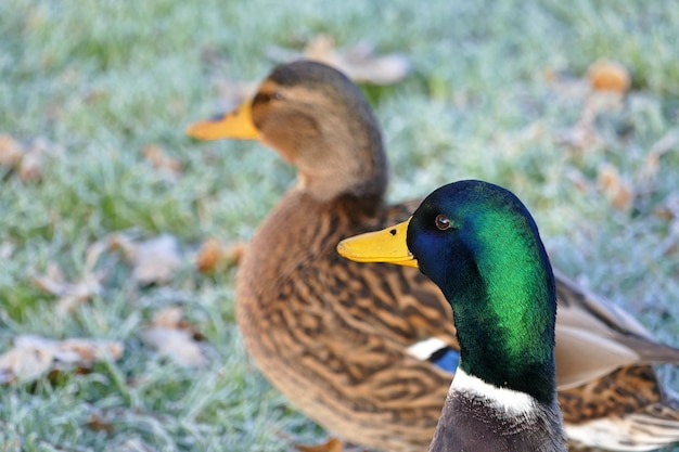 Close-up of duck