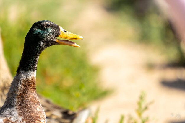 Close-up of duck