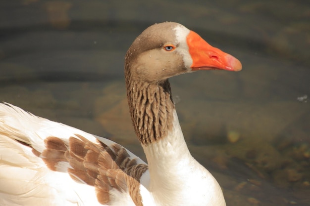 Photo close-up of duck