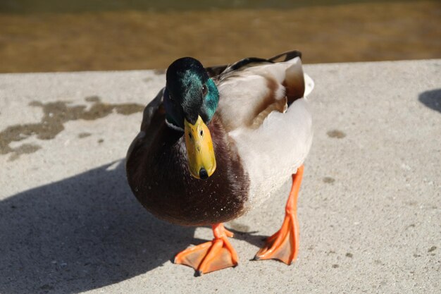 Photo close-up of a duck