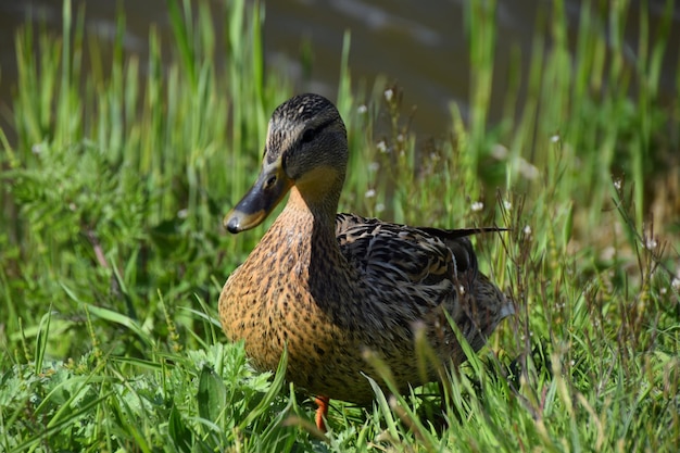 Photo close-up of a duck