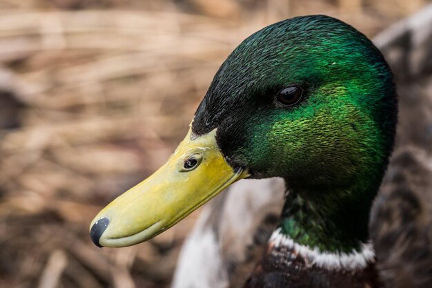 Photo close-up of duck