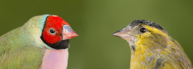 Foto prossimo piano di un'anatra