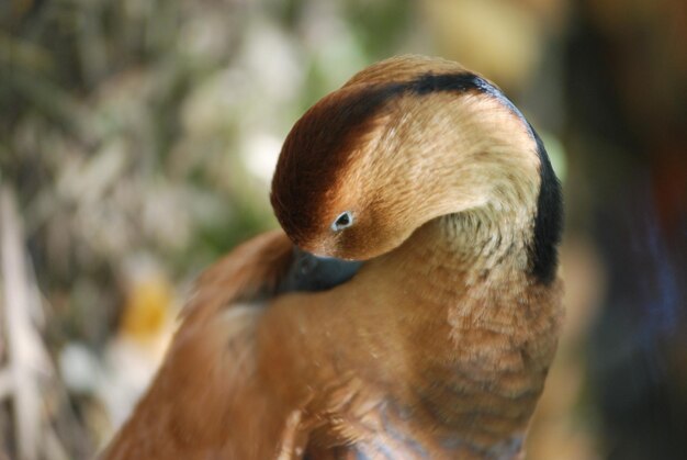 Close-up of duck