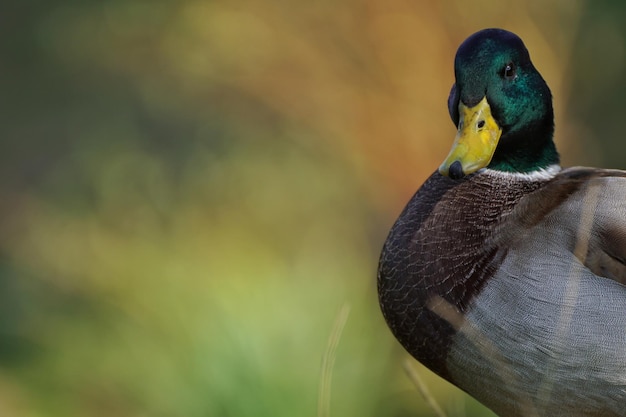 Photo close-up of duck