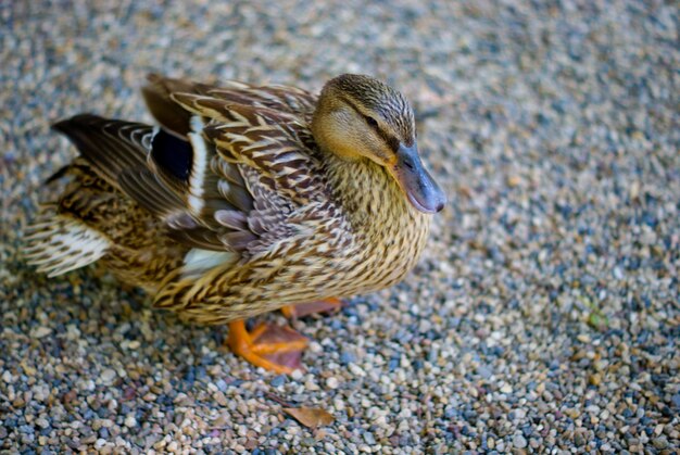 Photo close-up of duck