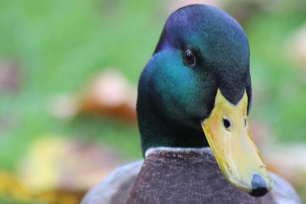 Close-up of a duck