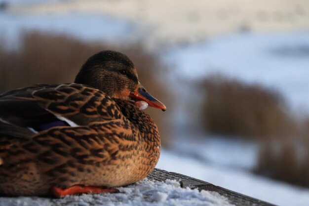 Close-up of a duck