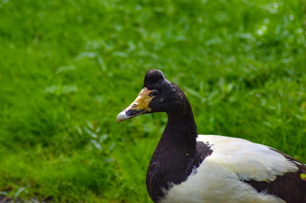 Close-up of a duck