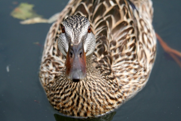 Photo close-up of duck