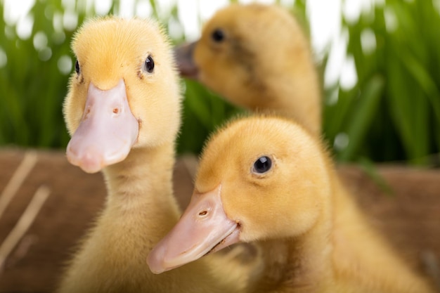 Photo close-up of a duck