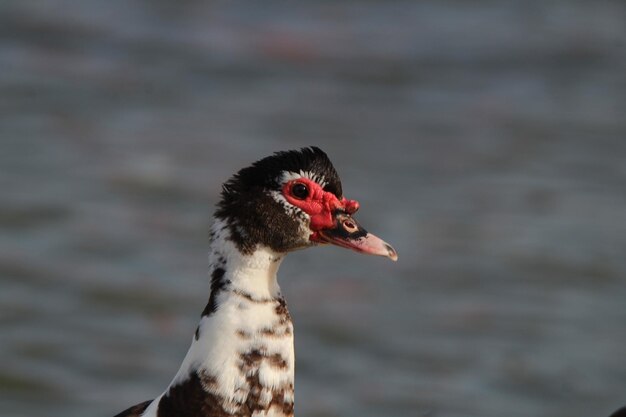 Close-up of a duck