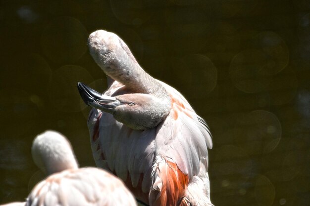 Photo close-up of duck