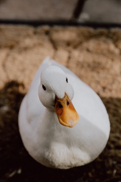 Close-up of duck