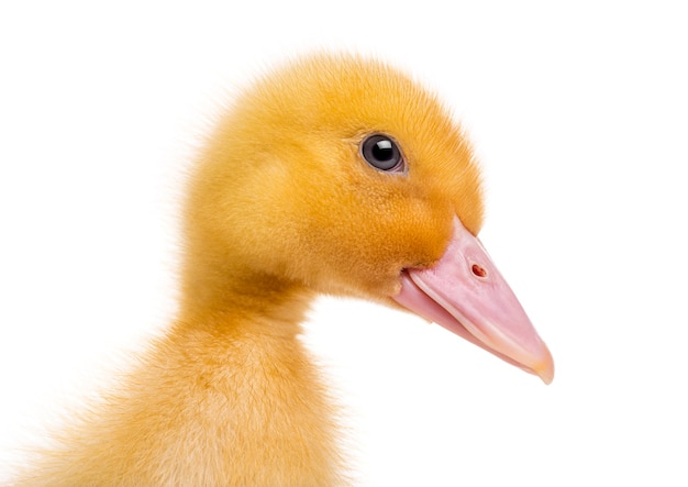 Close-up of a Duckling (7 days old) isolated on white