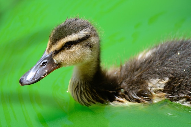 池で泳ぐアヒルの幼虫のクローズアップ