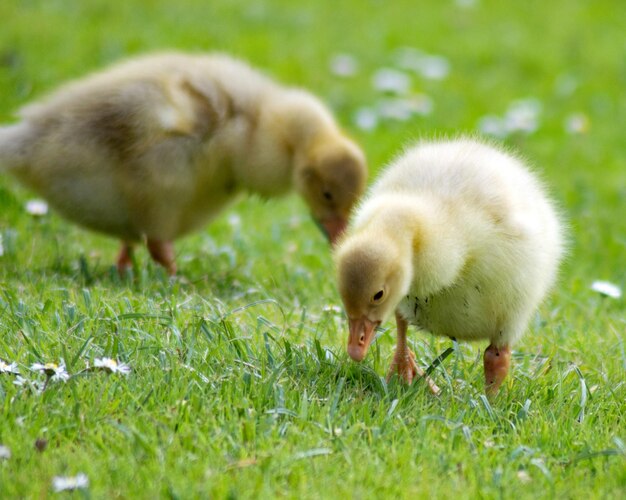 Close-up of ducklings on field