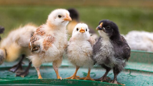 Close-up of ducklings on field