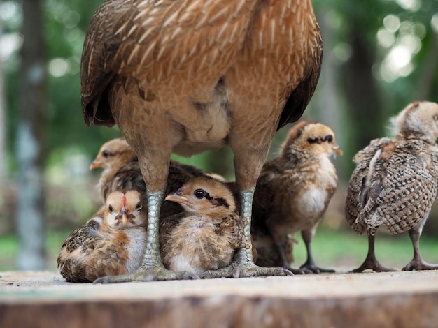 Close-up of ducklings on wood