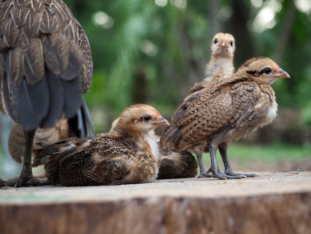 Photo close-up of ducklings on wood