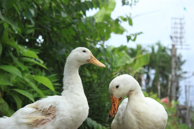 Close-up of ducks against plants