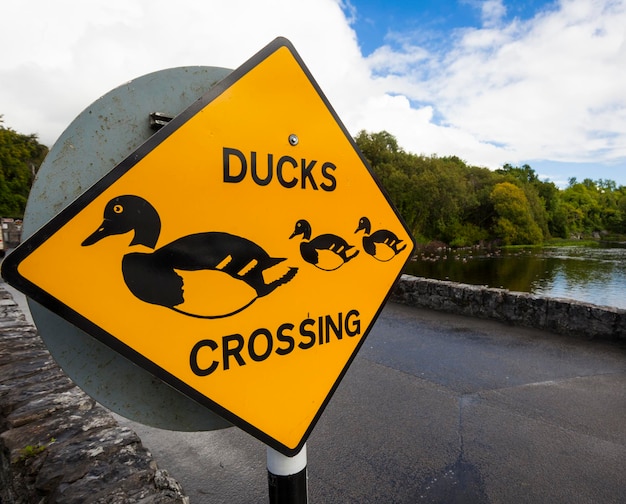 Photo close-up of ducks crossing sign on road