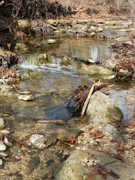 Foto close-up di anatre su roccia per fiume
