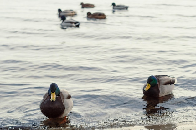 Close up ducks swimming in pond concept photo