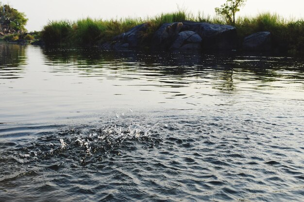 Близкий план уток, плавающих в воде