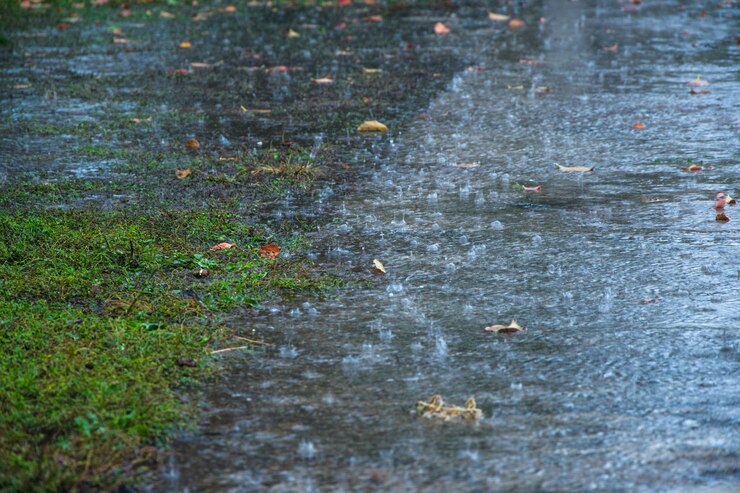Photo close-up of ducks in water