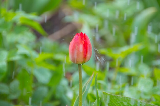 Close-up, duidelijke lentedag Tulpenbloem in de regen.