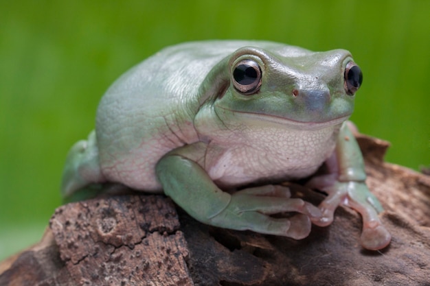 Close-up Dumpy green tree frog