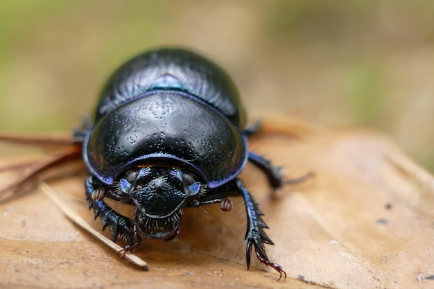 Photo close-up of dung beetle