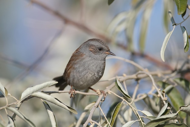 Close-up of a dunnock (Prunella modularis) in winter plumage, photographed in its natural habitat of dense bush and against a beautifully blurred background.