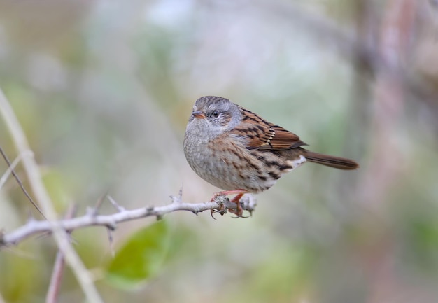 Close-up of a dunnock (Prunella modularis) in winter plumage, photographed in its natural habitat of dense bush and against a beautifully blurred background.