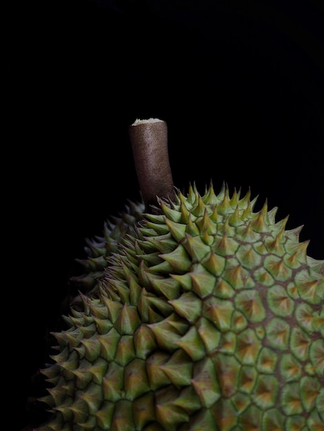 Close- up , Durain Mon Thong , king of fruits on black background.