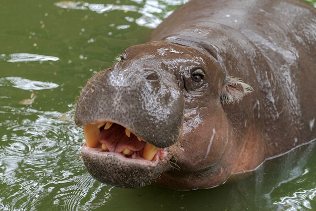 Close up Dwarf hippopotamus in water 