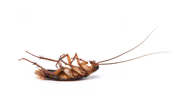 Close-up dying Cockroach isolated on white background.