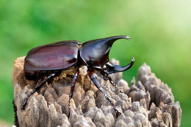 自然界のカブトムシのクローズアップ