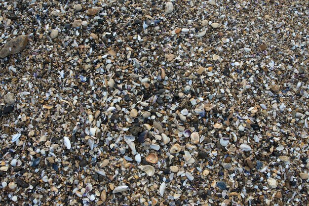 Close up on ea shells stones details