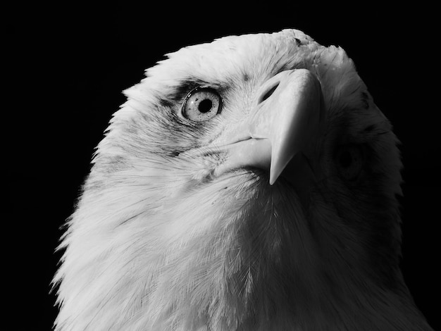 close-up of eagle against black background