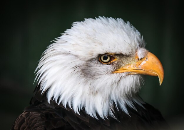 Close-up of eagle against blurred background