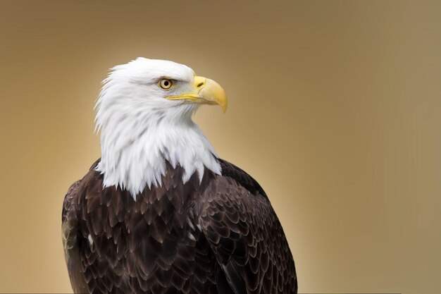 Photo close-up of eagle against white background