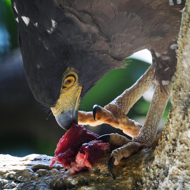 Photo close-up of eagle eating meat on tree trunk