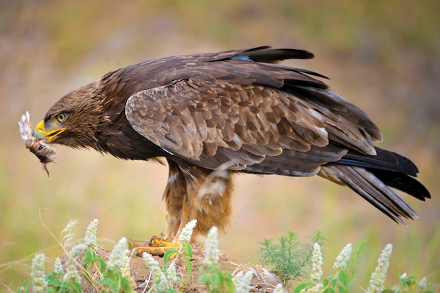 Foto prossimo piano di un'aquila che mangia