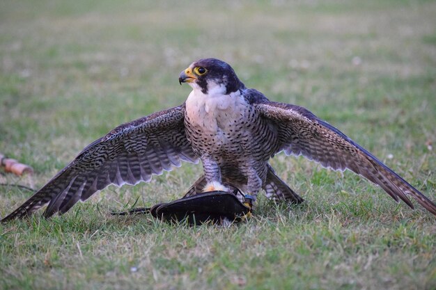 Close-up of eagle on field