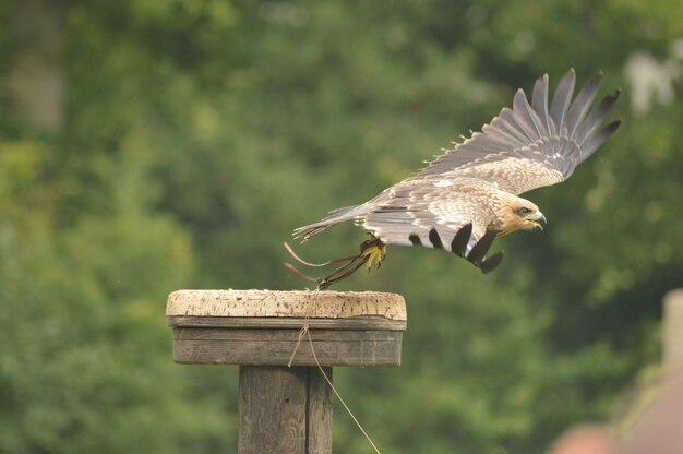 Photo close-up of eagle flying against blurred background