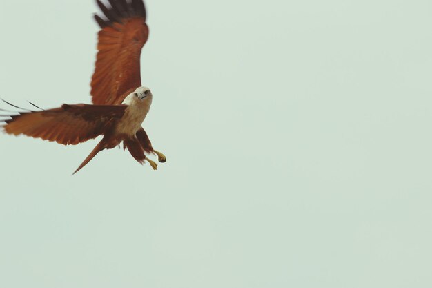 Photo close-up of eagle flying against clear sky